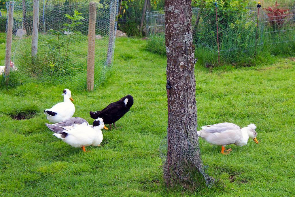 Schwarzwaldhof * Titisee-Neustadt